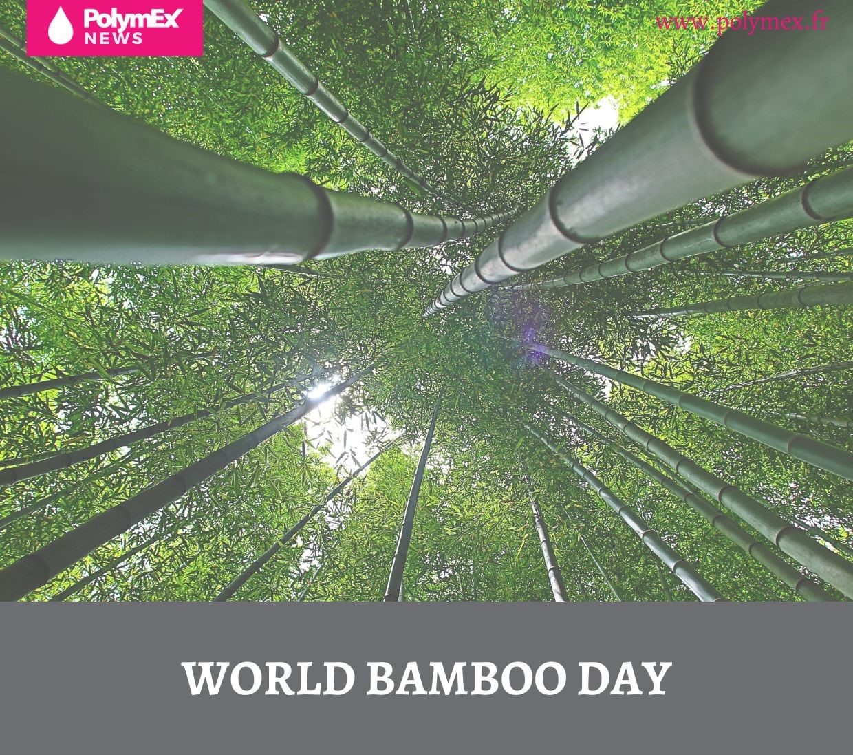 WORLD BAMBOO DAY